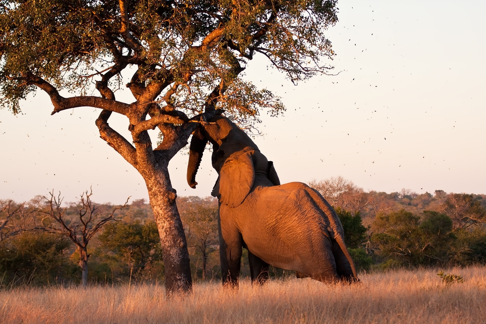 Red de Afrikaanse olifant met Amarula - My happy kitchen & lifestyle