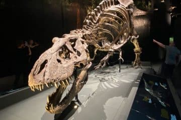 Naturalis - T-rex Trix